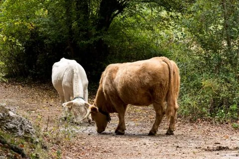 Walking through the forest you can find cows how are you Stock Photos