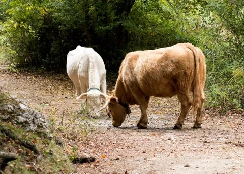 Walking through the forest you can find cows how are you Foto stock