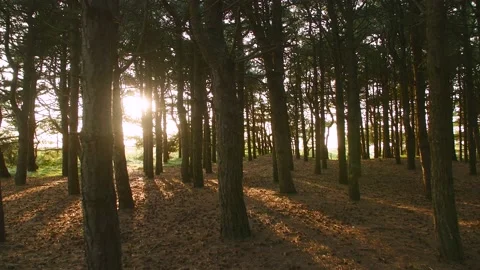Walking through the forrest in the evening Stock Footage 146268522