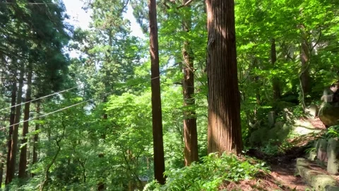 Walking through a fresh green forest Stock Footage 253379398