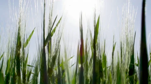 Walking through fresh green grass Stock Footage 169813435