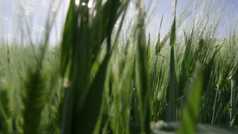 Walking through fresh green grass Stock Footage 169814547