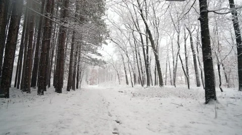 Walking through fresh snow along forest of tall pines.  Ronin Stabilized shot Stock Footage 61005385