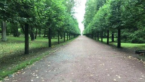 Walking through in garden Vídeo Stock 81585762