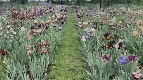 Walking through a garden of iris flowers in the rain on the central alley Stock Footage 297194052