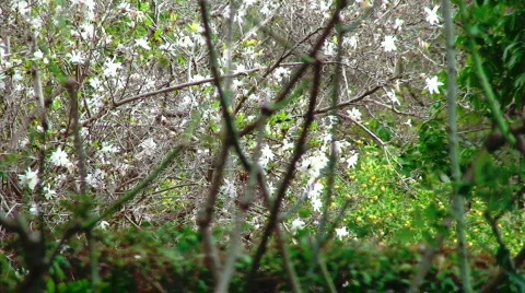Walking Through the Gardens Stock Footage 630717