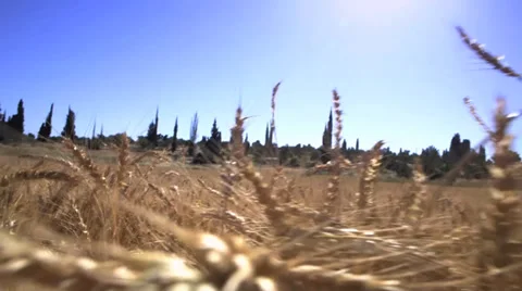 Walking through a golden wheat field Video stock 37662290
