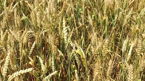 Walking through the golden wheat field in slow motion, close up Stock Footage 85438585