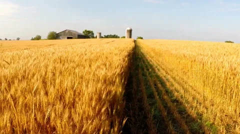 Walking through a golden wheatfield to barn Stock Footage 64237649
