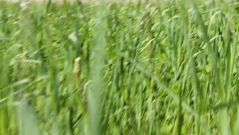 Walking through grass and flowers on ground level Video stock 11231178
