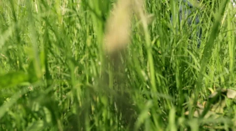 Walking through grass closeup 스톡 동영상 55693322