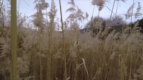 Walking through grass Stock Footage 101380888