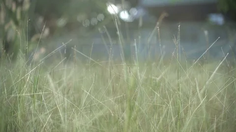 Walking through grass in garden Stock Footage 75335911