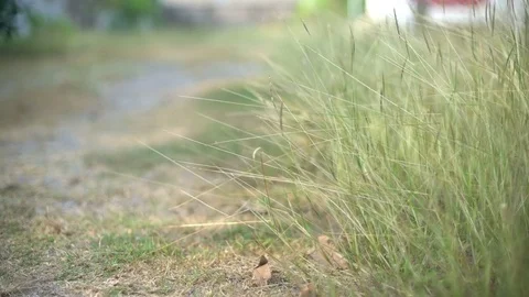 Walking through grass in garden Stock Footage 75838620