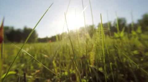 Walking through the grass in the meadow Stock Footage 51022654