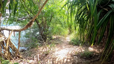 Walking through grass near beach pandanus Kai da wide angle, through jungle Video stock 239124363