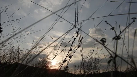 Walking through grass at sunset, filmed at the grass level Stock Footage 99965005
