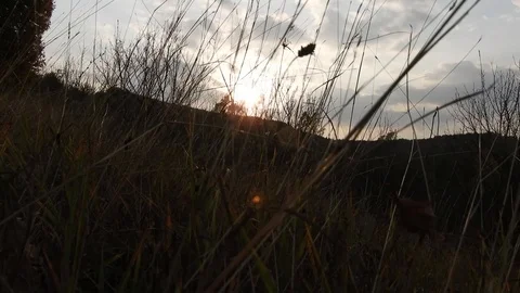 Walking through grass at sunset, filmed at the grass level Stock Footage 99965010