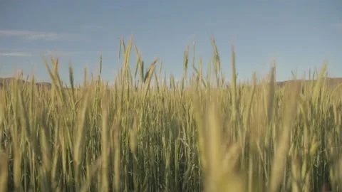 Walking to through the grass wheat Stock Footage 198182167