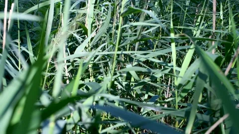 Walking through green and dense norfolk reed bushes Stock Footage 157986785