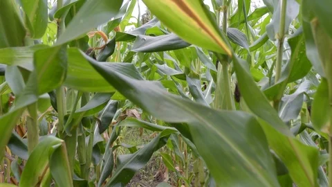 Walking through green corn field POV - personal point of view. Stock Footage 94323233