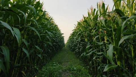 Walking through green corn field Stock Footage 264548056