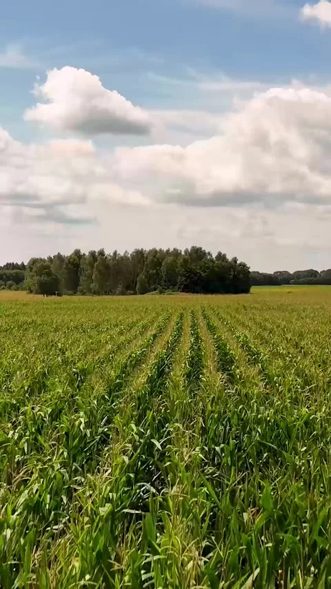 Walking through a green cornfield in summer Stock Footage 327111219