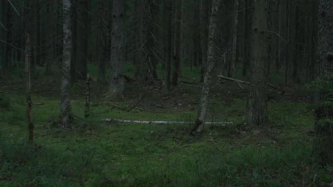 Walking through green forest. Camera moves along trees. Stock Footage 130241695