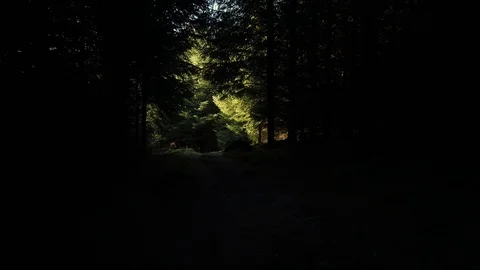 Walking Through Green Forest Stock Footage 115531844