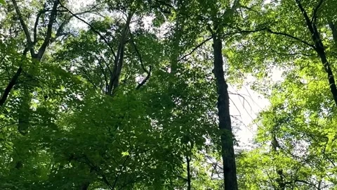 Walking Through the Green Forest Video stock 177366895