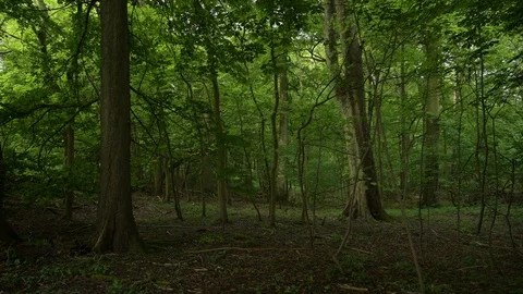 Walking Through a Green Forest Looking Through Trees Stock Footage 128812795