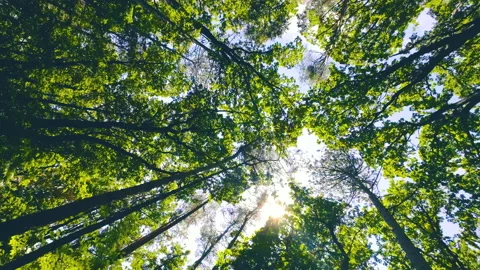 Walking  Through a Green Forest Looking Straight Up Into the Branches.Sun rays Stock Footage 197818233