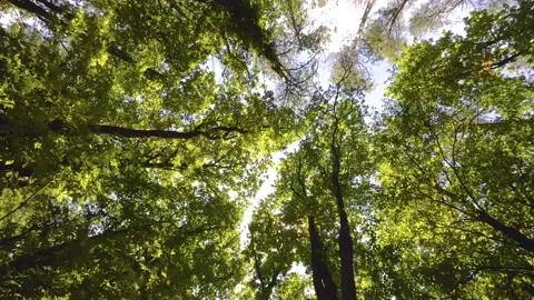 Walking  Through a Green Forest Looking Straight Up Into the Branches.Sun rays Stock Footage 197818832