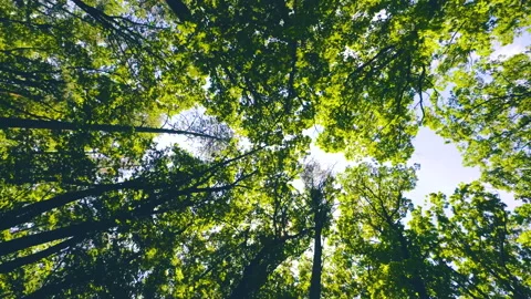 Walking  Through a Green Forest Looking Straight Up Into the Branches.Sun rays Stock Footage 197823095