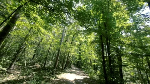 Walking  Through a Green Forest Looking Straight Up Into the Branches.Sun rays Stock Footage 197830315