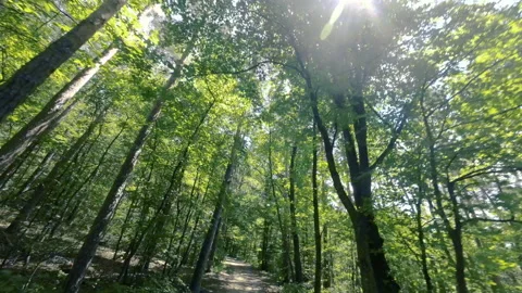 Walking  Through a Green Forest Looking Straight Up Into the Branches.Sun rays Video stock 197830347