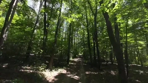 Walking  Through a Green Forest Looking Straight Up Into the Branches.Sun rays Stock Footage 197830768