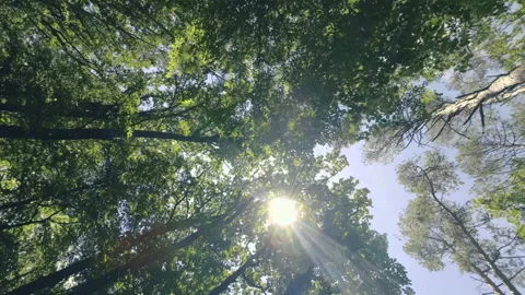 Walking  Through a Green Forest Looking Straight Up Into the Branches.Sun rays Video stock 197839133