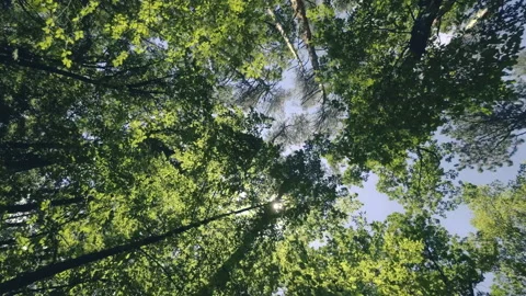 Walking  Through a Green Forest Looking Straight Up Into the Branches.Sun rays Stock Footage 197839183