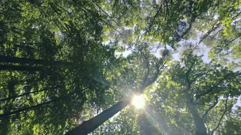 Walking  Through a Green Forest Looking Straight Up Into the Branches.Sun rays Stock Footage 197847612