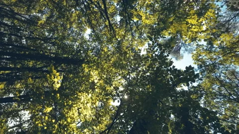 Walking  Through a Green Forest Looking Straight Up Into the Branches.Sun rays Stock Footage 197847656