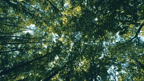 Walking  Through a Green Forest Looking Straight Up Into the Branches.Sun rays Stock Footage 197847707