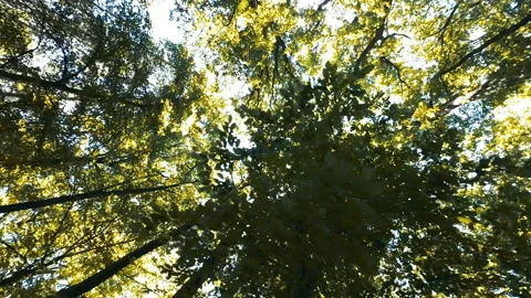 Walking  Through a Green Forest Looking Straight Up Into the Branches.Sun rays Stock-Footage 197852757