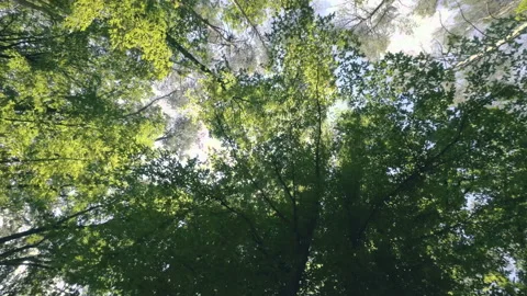 Walking  Through a Green Forest Looking Straight Up Into the Branches.Sun rays Stock-Footage 197854971
