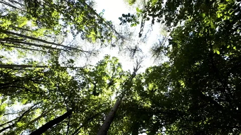 Walking  Through a Green Forest Looking Straight Up Into the Branches.Sun rays Stock Footage 197855256