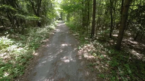 Walking  Through a Green Forest Looking Straight Up Into the Branches.Sun rays Stock Footage 197991202
