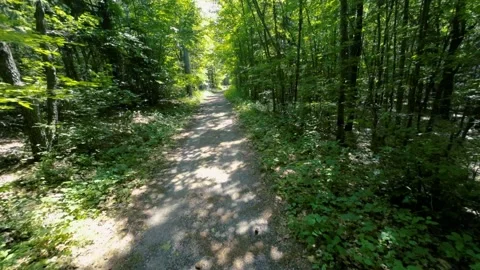 Walking  Through a Green Forest Looking Straight Up Into the Branches.Sun rays Stock Footage 197991203