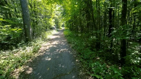 Walking  Through a Green Forest Looking Straight Up Into the Branches.Sun rays Stock Footage 197991205