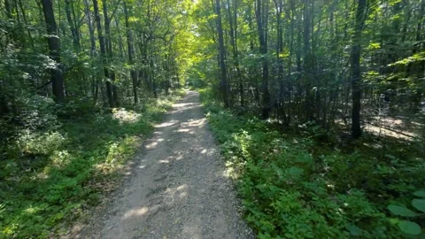Walking  Through a Green Forest Looking Straight Up Into the Branches.Sun rays Video stock 197991231