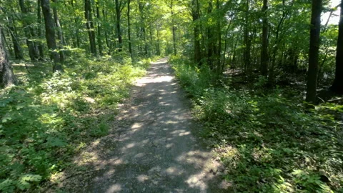 Walking  Through a Green Forest Looking Straight Up Into the Branches.Sun rays Stock Footage 197994731